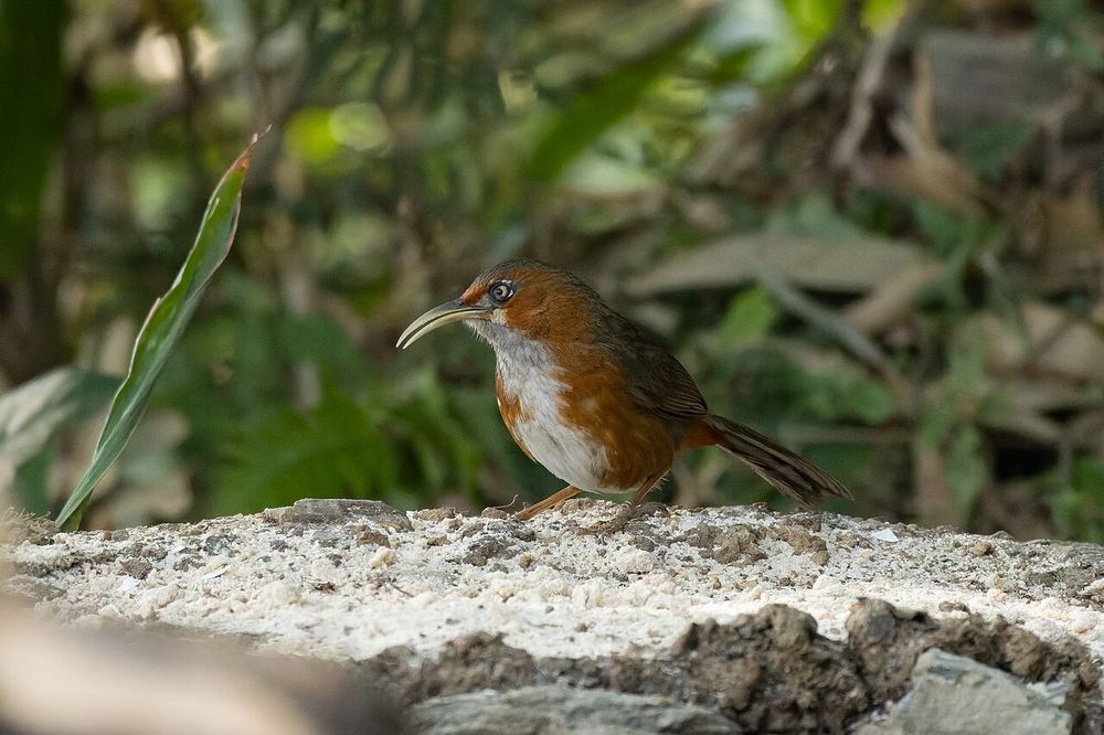 Rusty-cheeked Scimitar Babbler