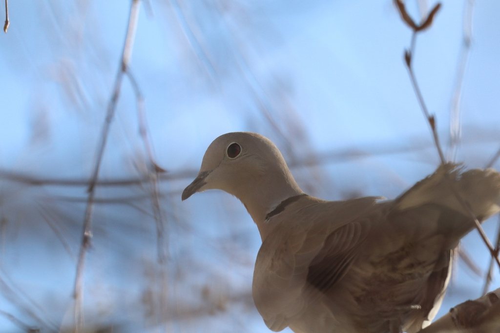 Eurasian Collared-dove