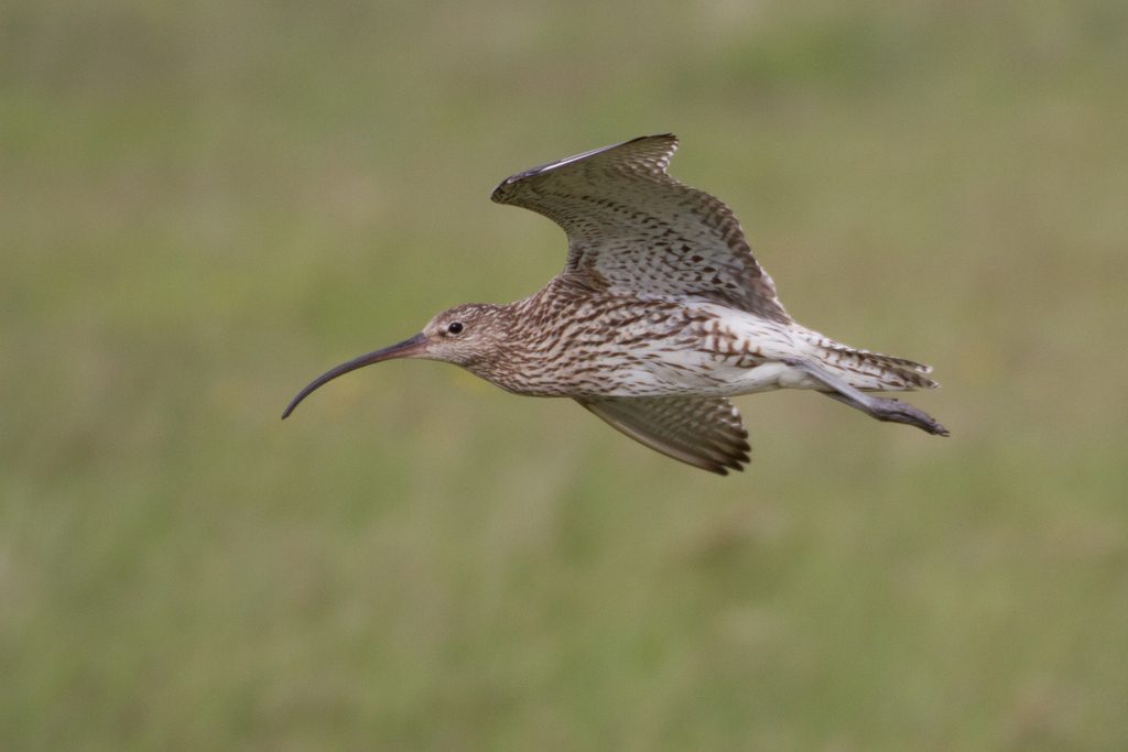 Eurasian Curlew