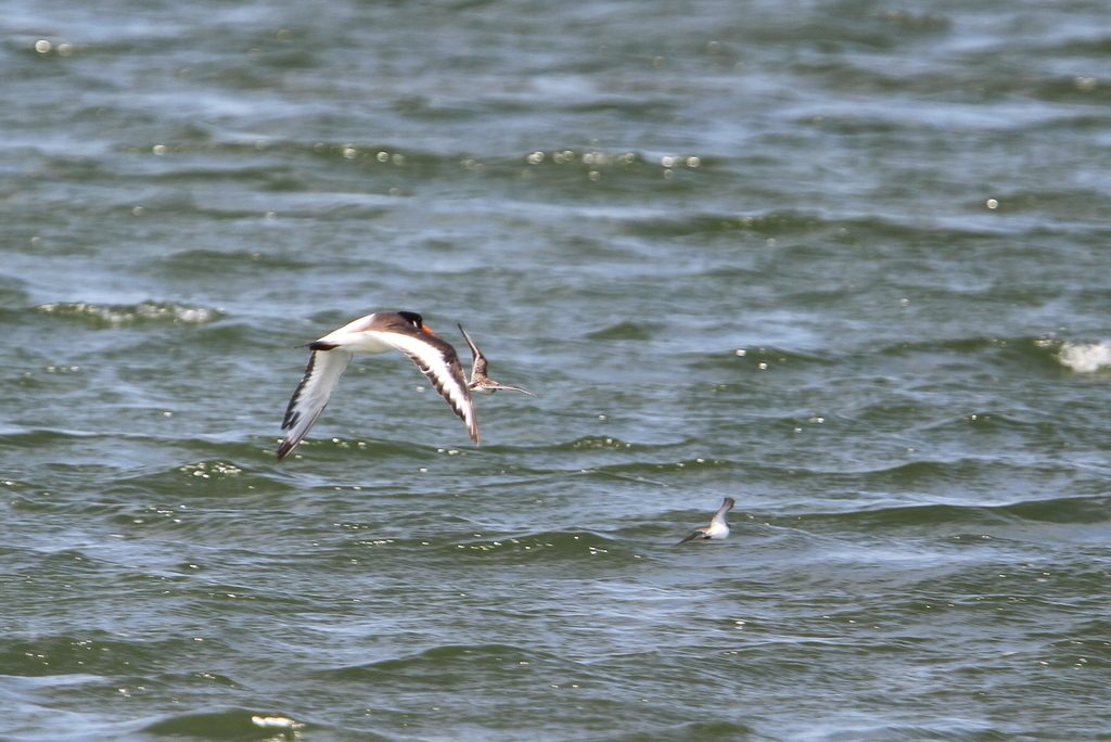 Eurasian Oystercatcher