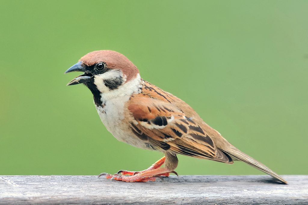 Eurasian Tree Sparrow