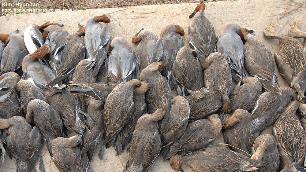 Eurasian Wigeon