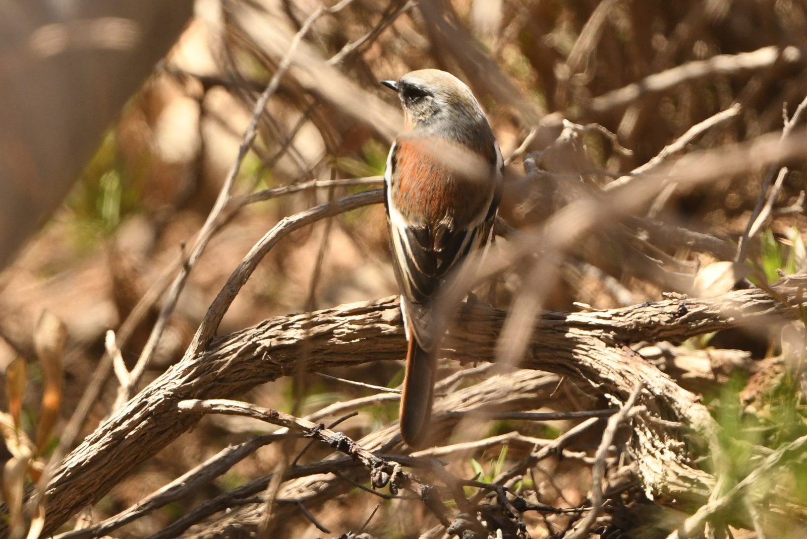 Eversmann's Redstart