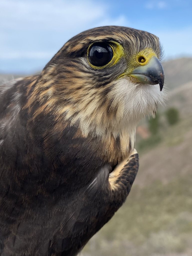 Merlin