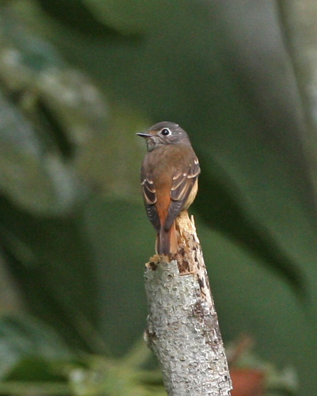 Ferruginous Flycatcher