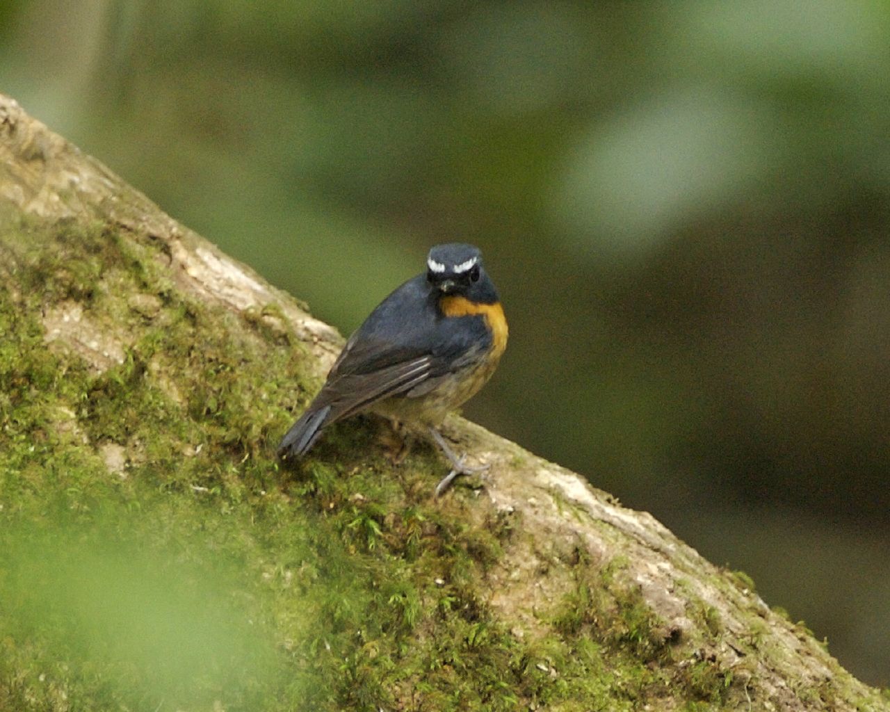 Snowy-browed Flycatcher