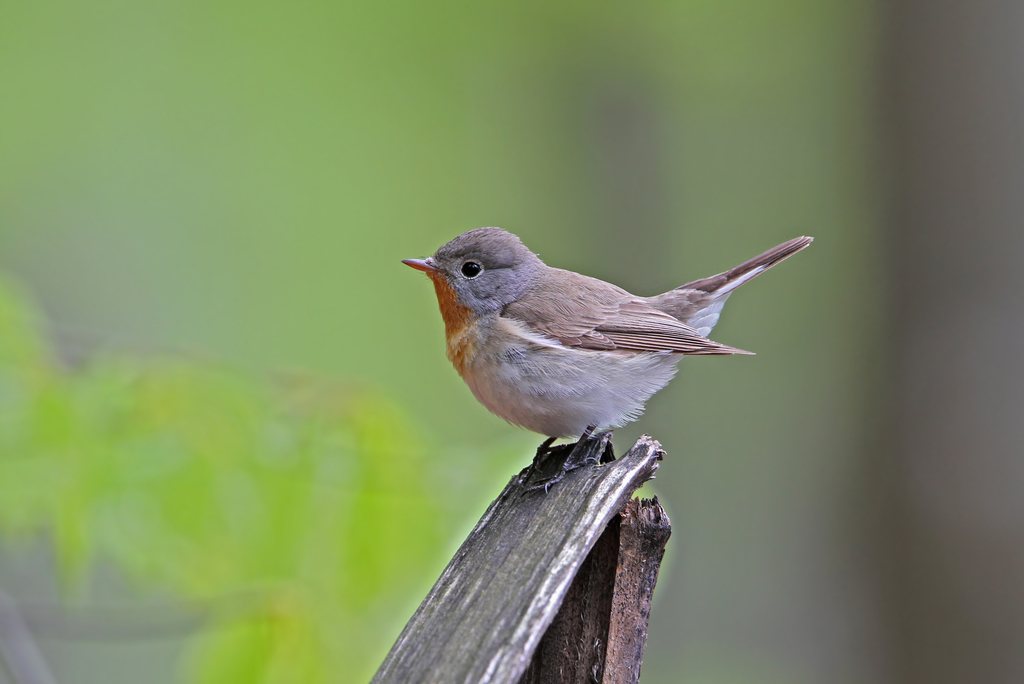 Red-breasted Flycatcher
