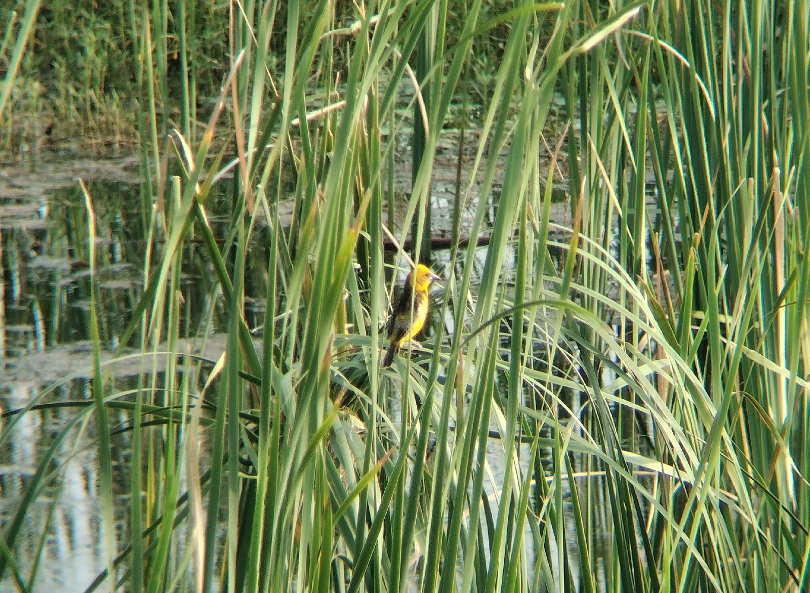 Finn's Weaver