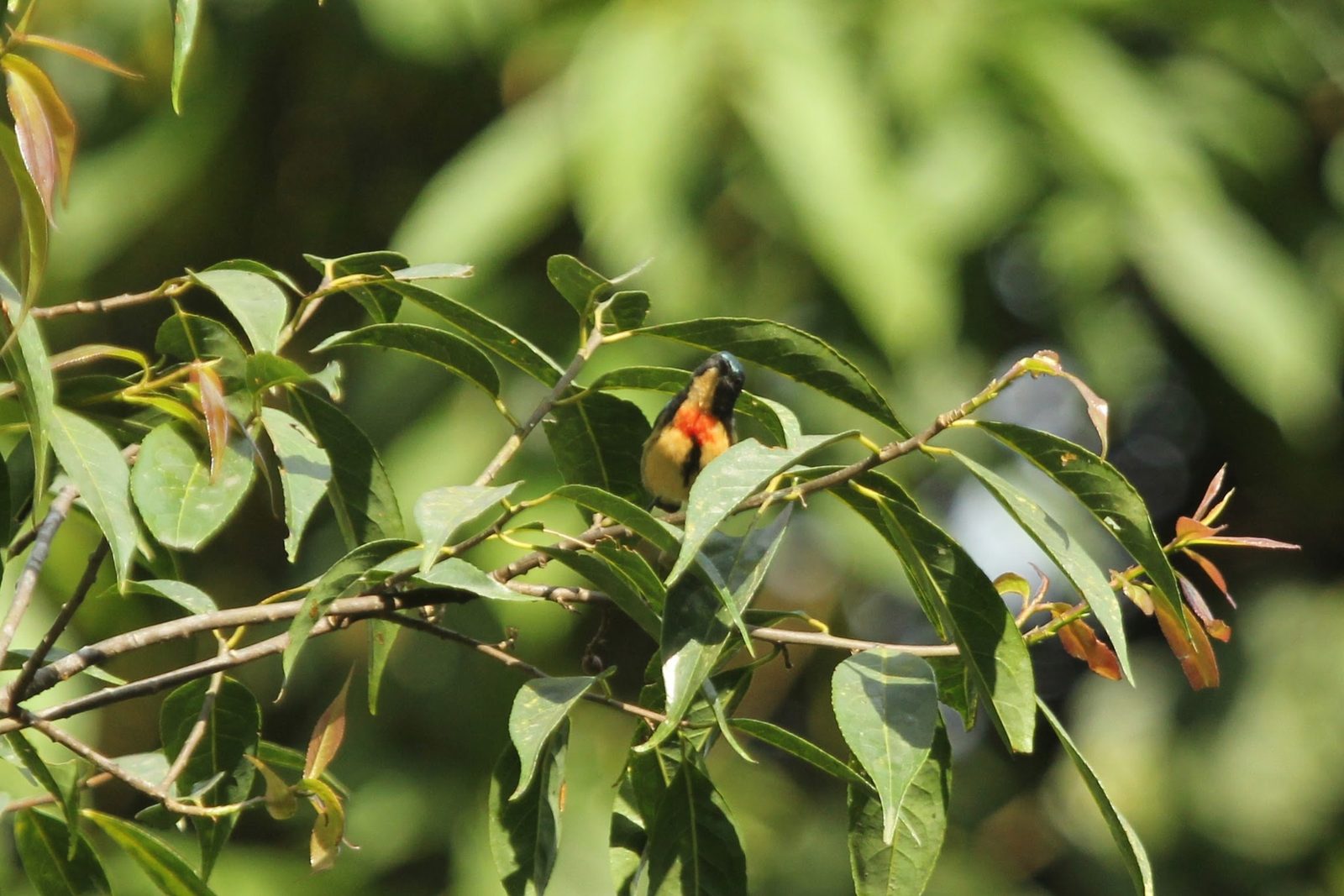 Fire-breasted Flowerpecker