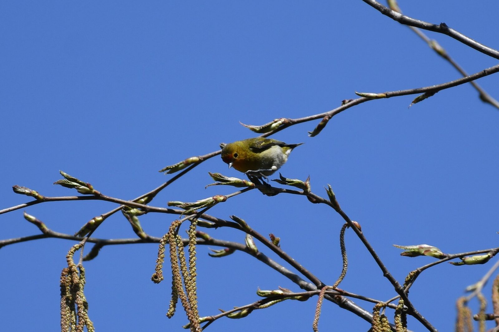 Fire-capped Tit