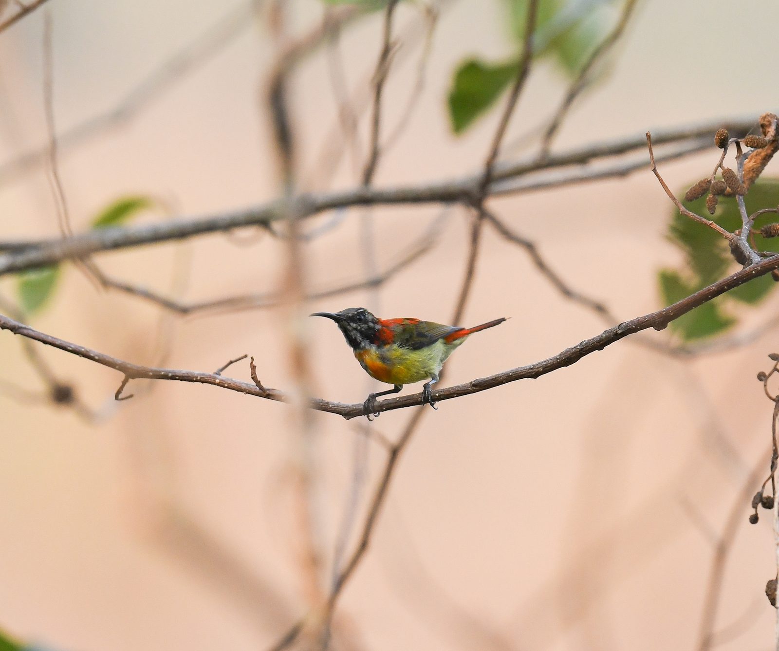 Fire-tailed Sunbird