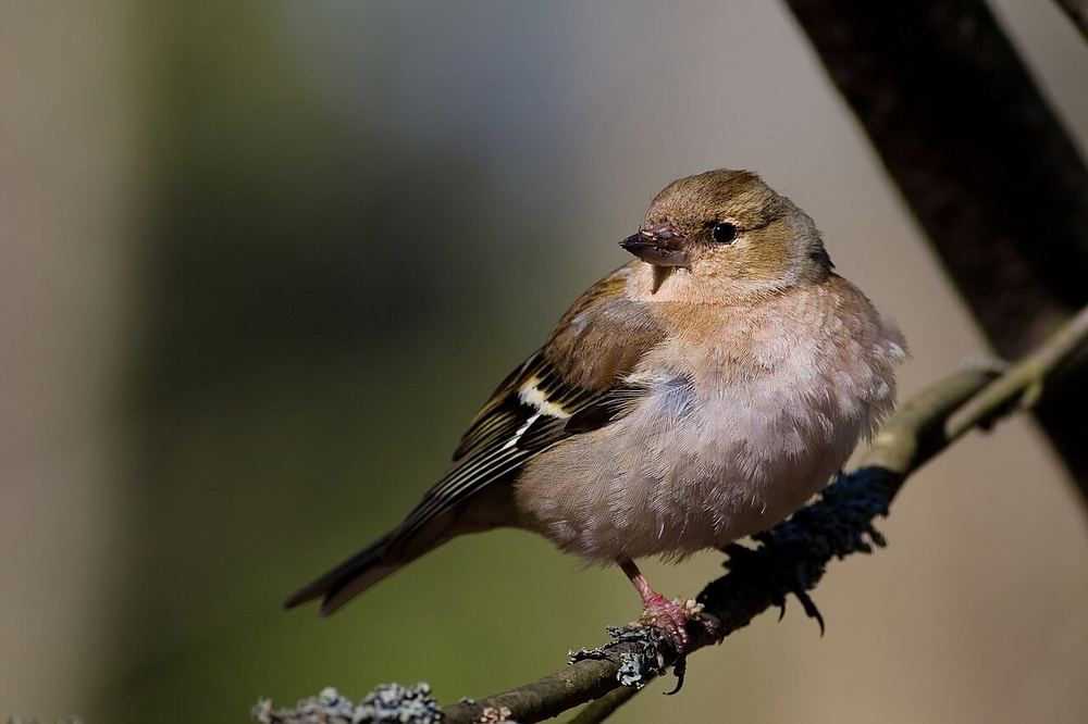 Eurasian Chaffinch