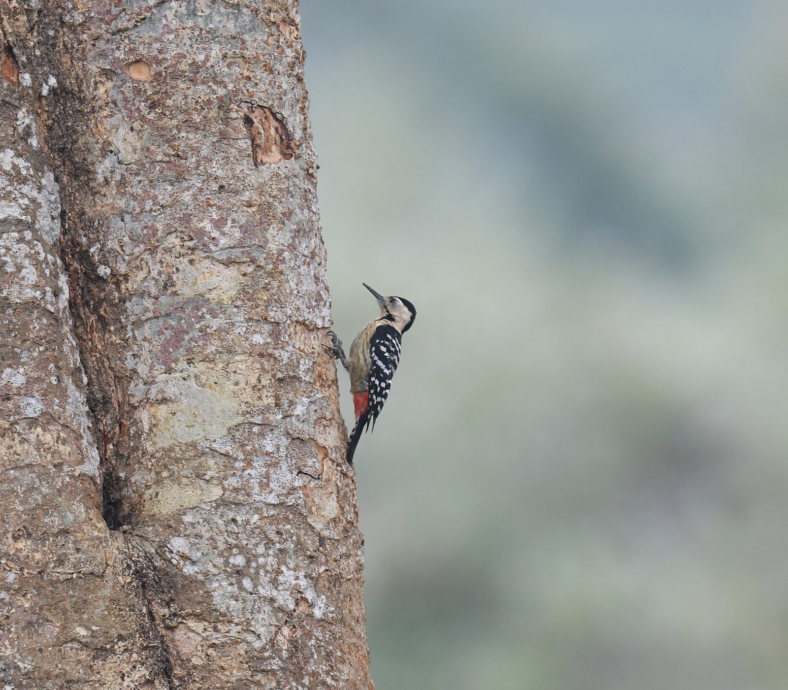 Fulvous-breasted Woodpecker