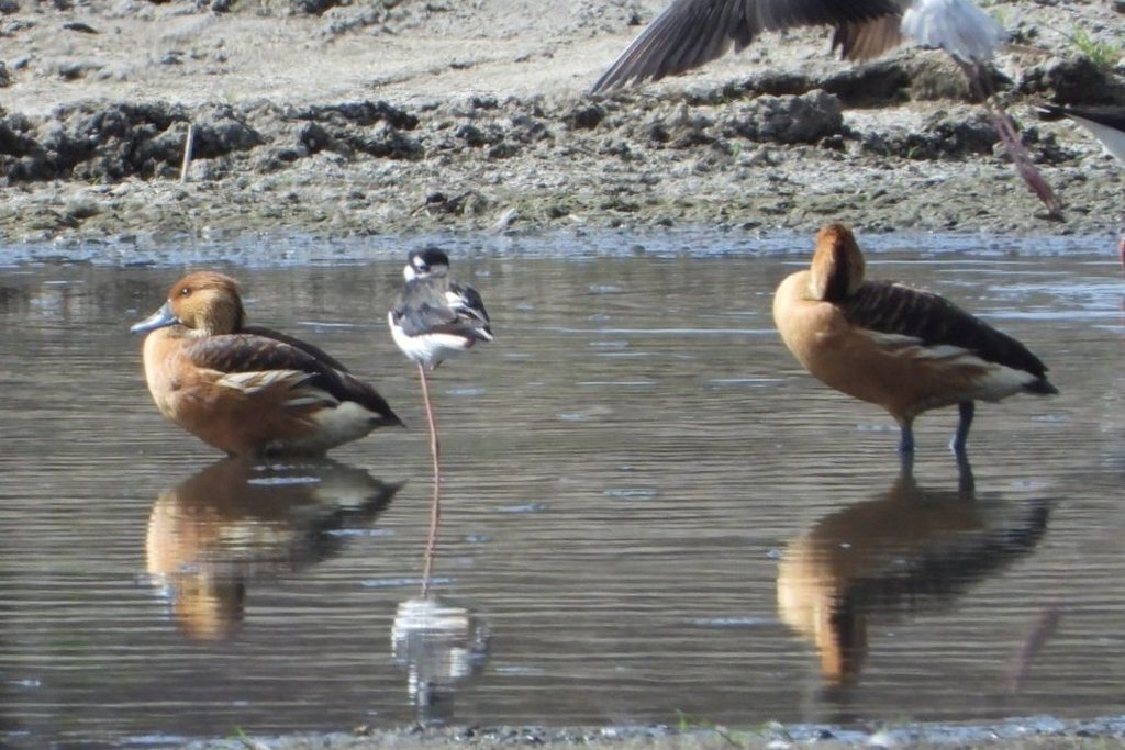 Fulvous Whistling-duck