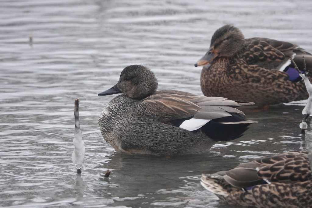 Gadwall