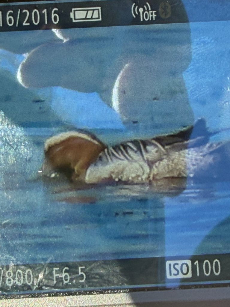 Garganey
