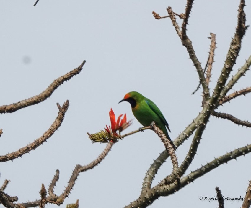 Golden-fronted Leafbird