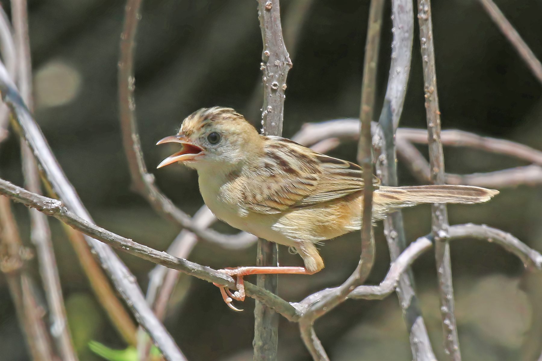 Golden-headed Cisticola