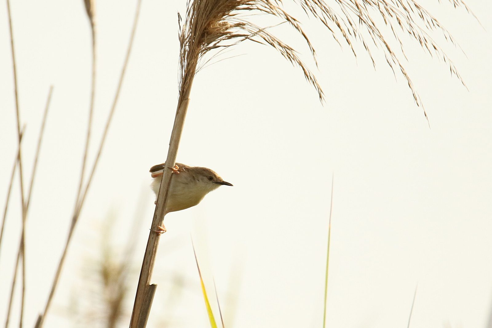 Graceful Prinia