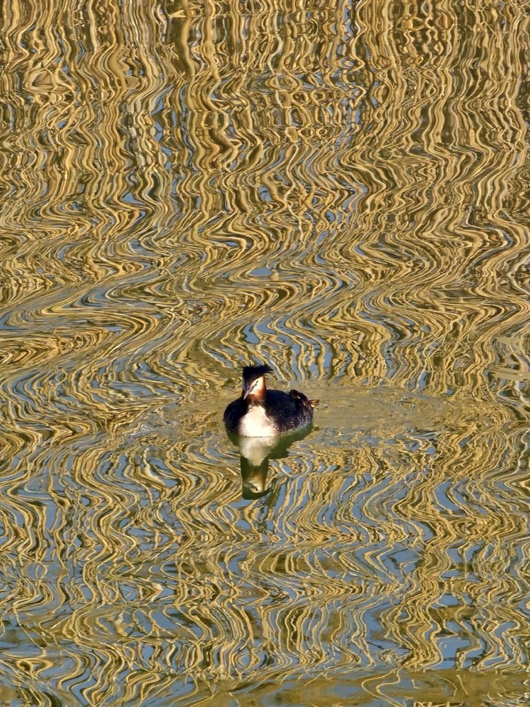Great Crested Grebe