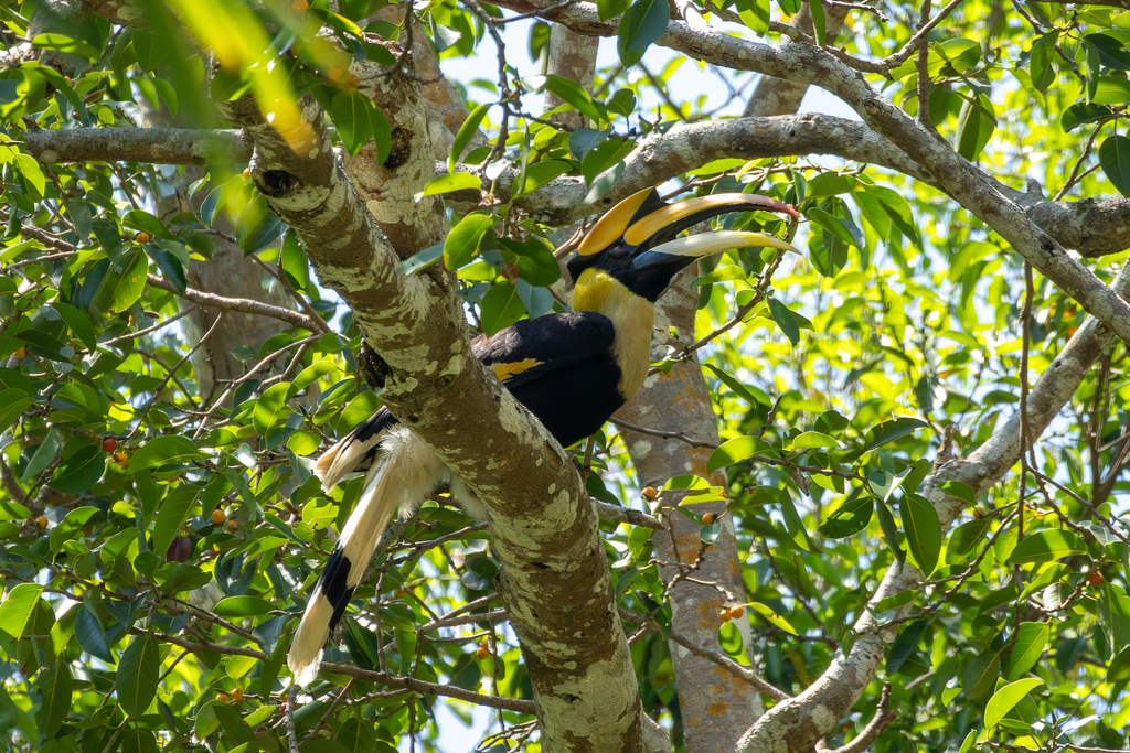 Great Hornbill