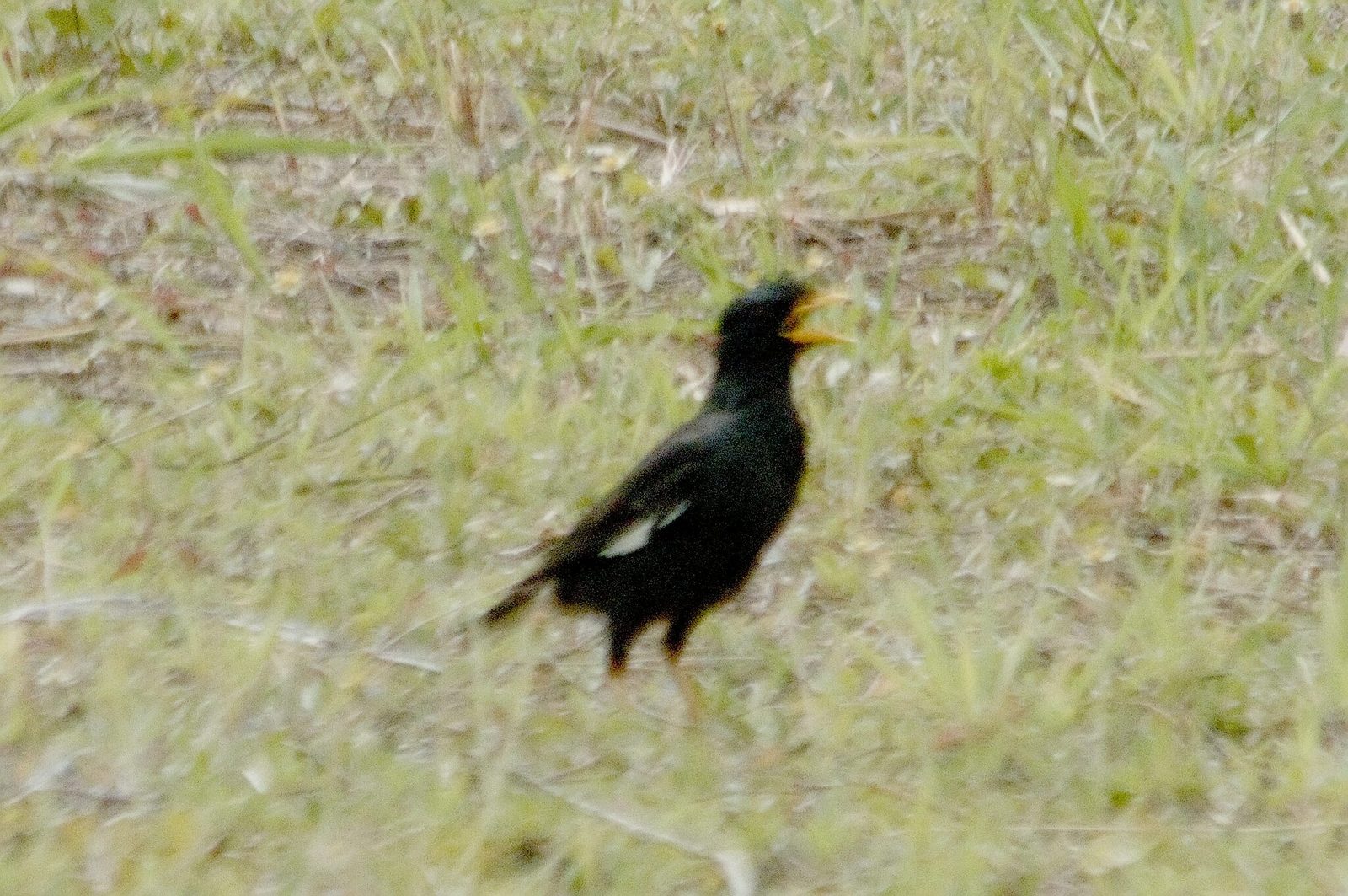 Great Myna