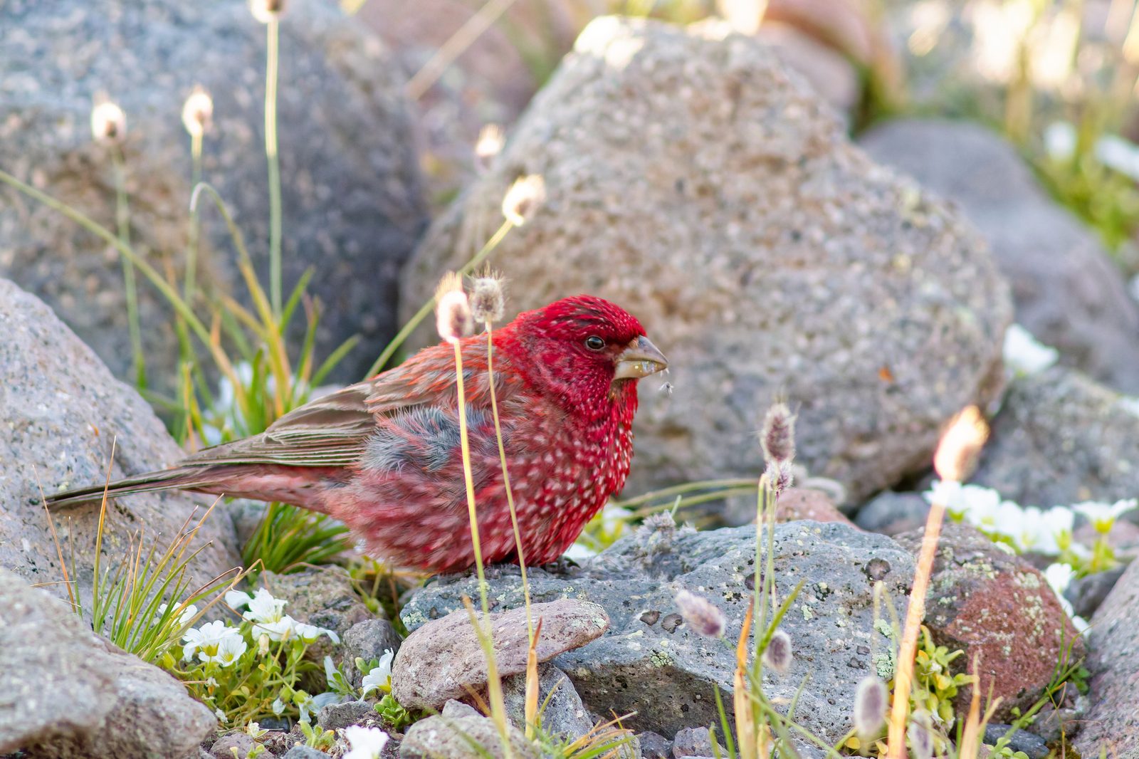 Great Rosefinch