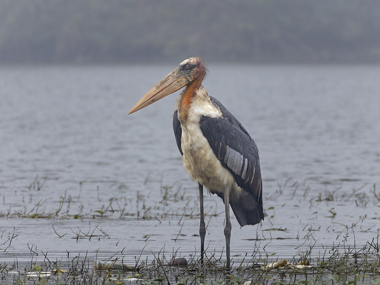 Greater Adjutant