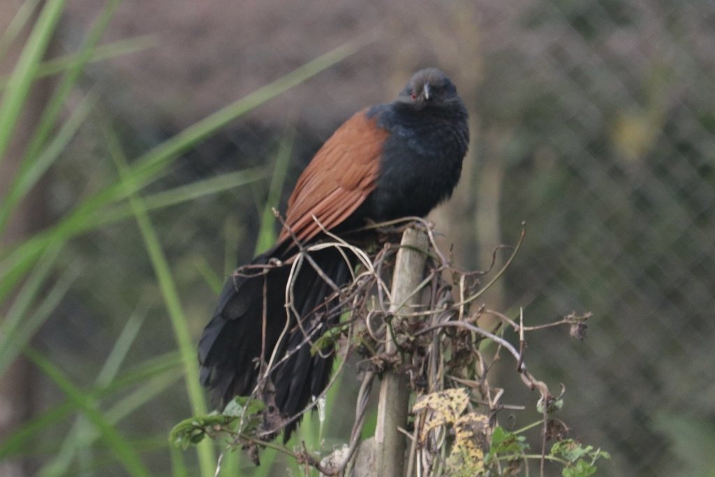 Greater Coucal
