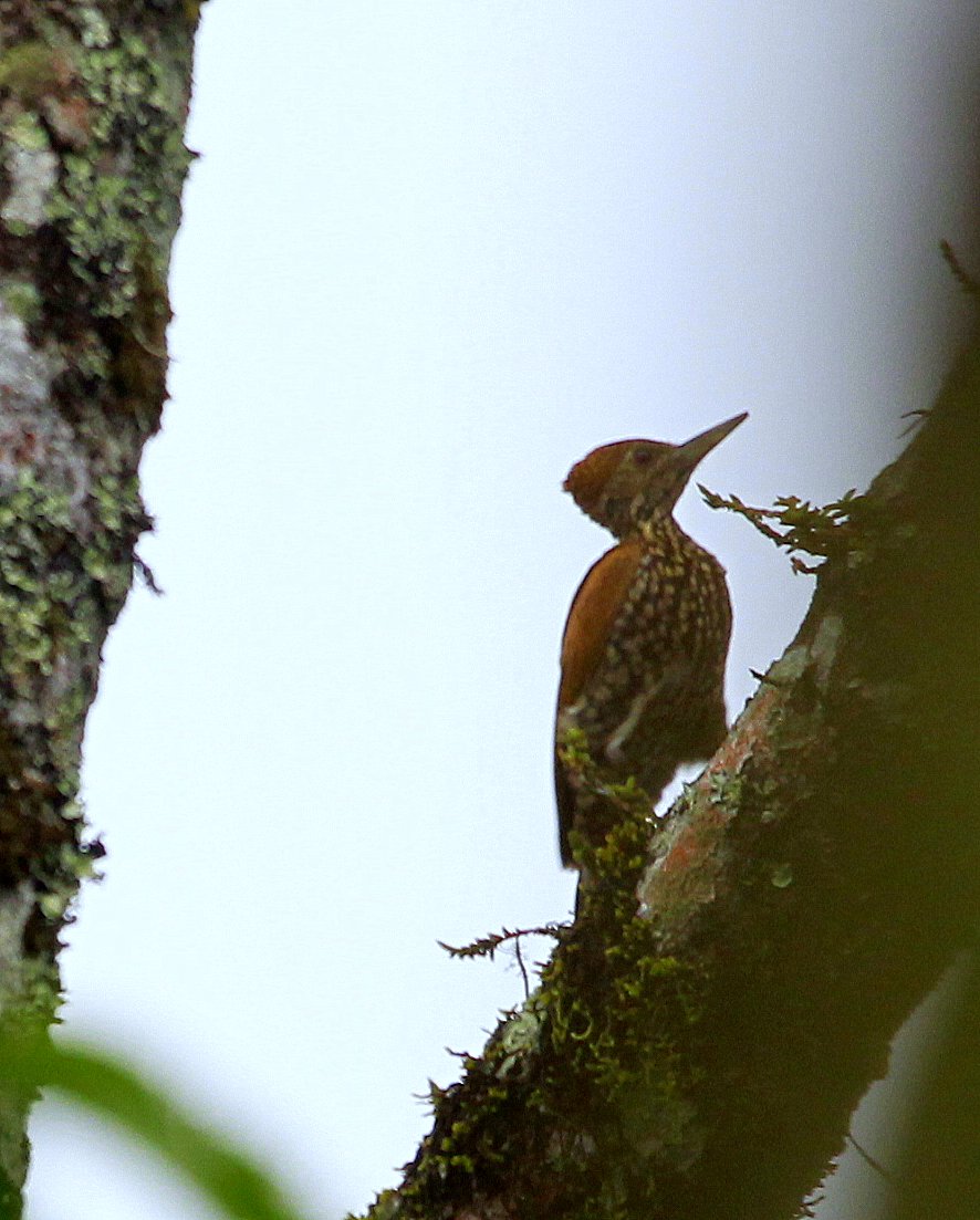 Greater Flameback