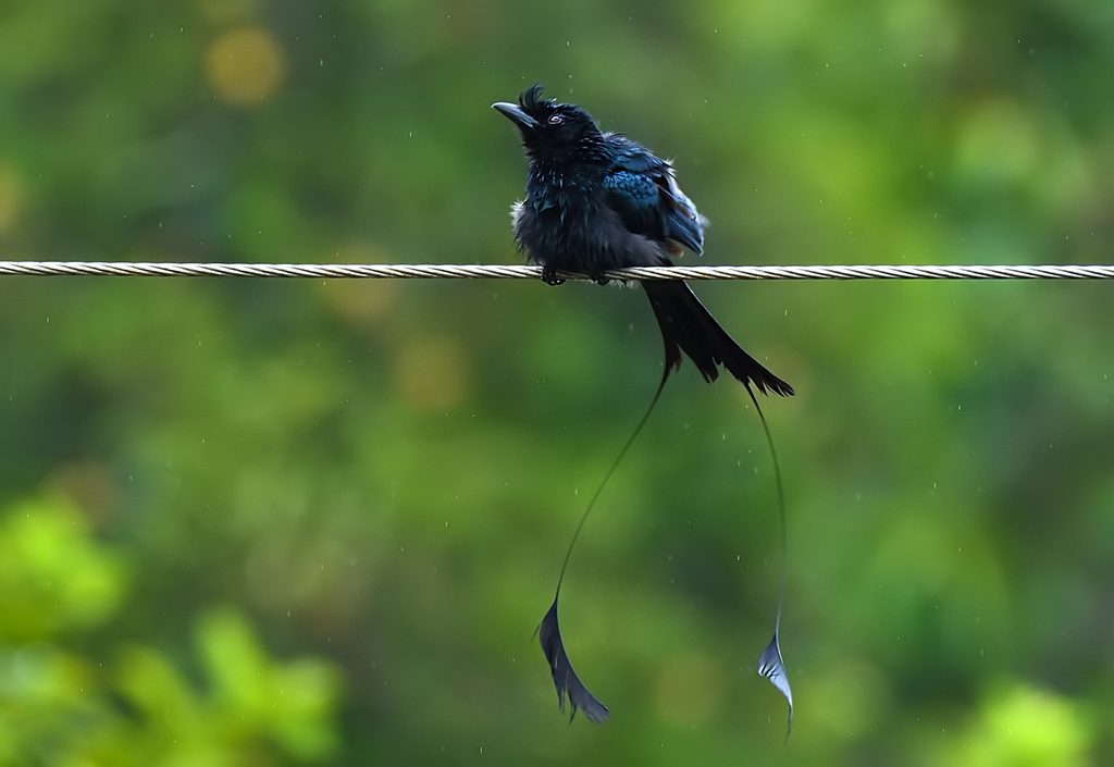 Greater Racket-tailed Drongo