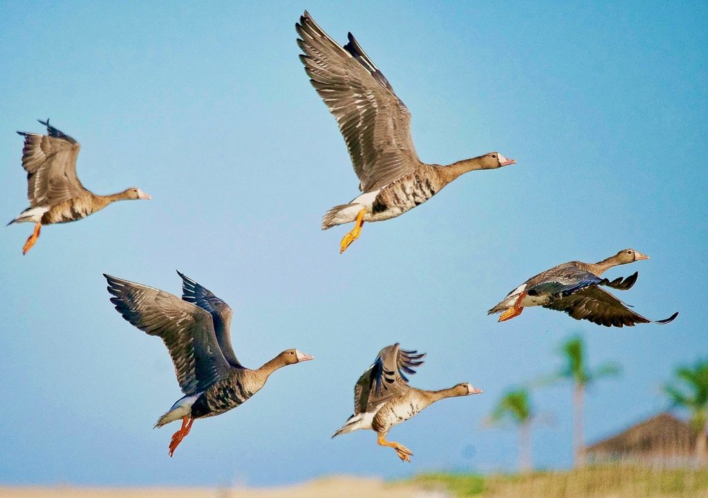 Greater White-fronted Goose