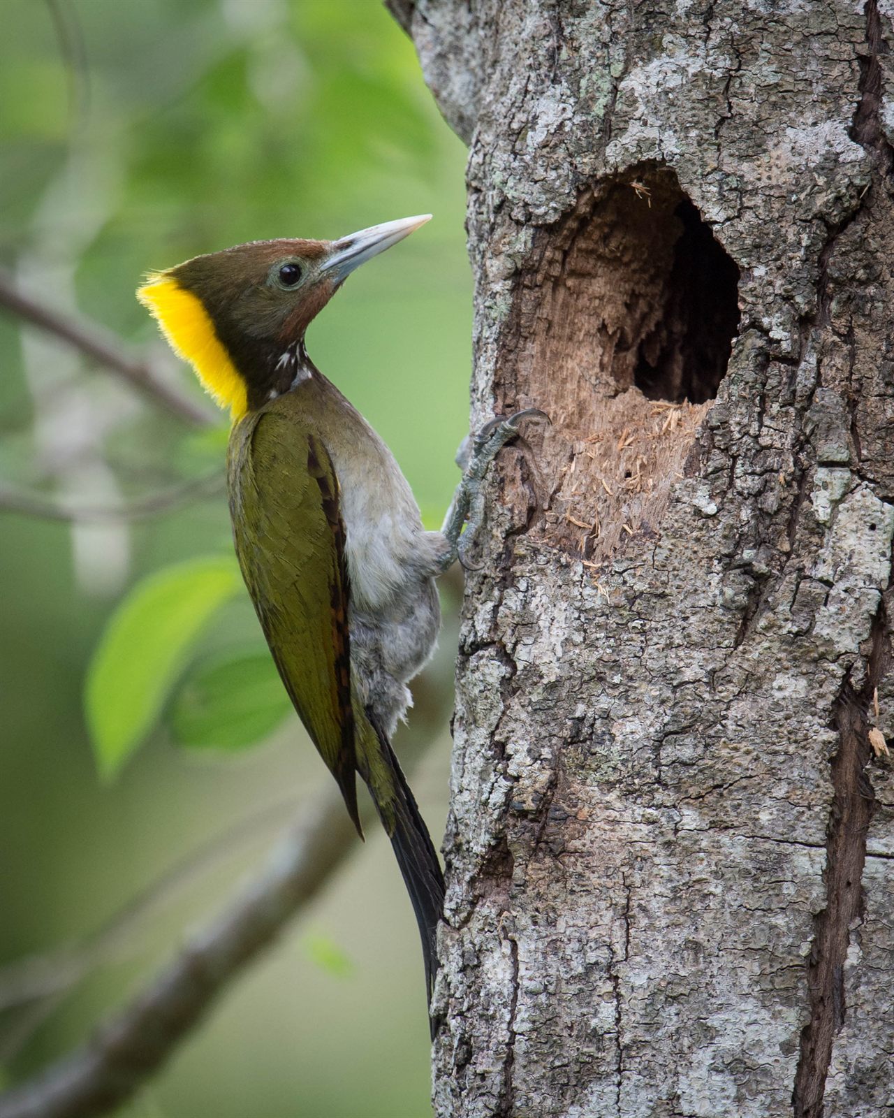 Greater Yellownape