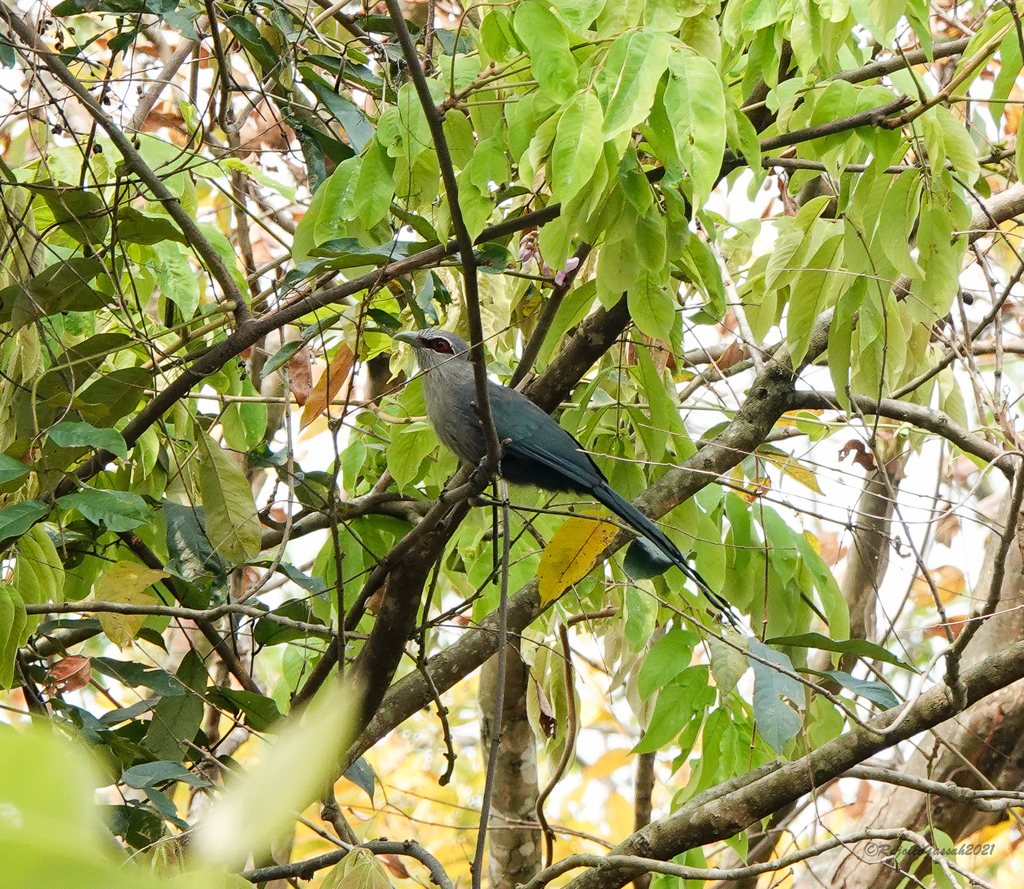 Green-billed Malkoha