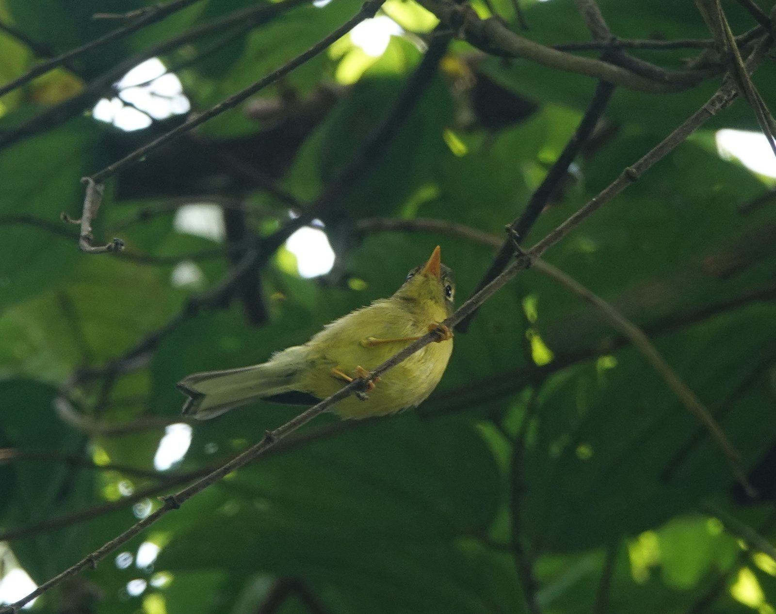 Green-crowned Warbler