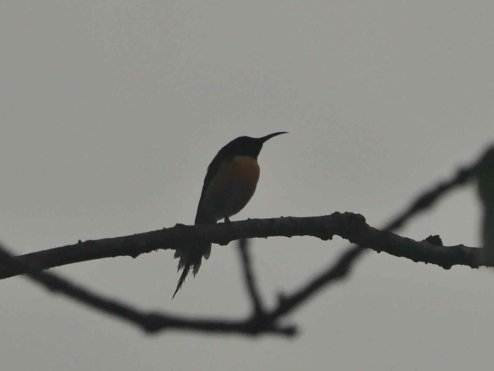 Green-tailed Sunbird