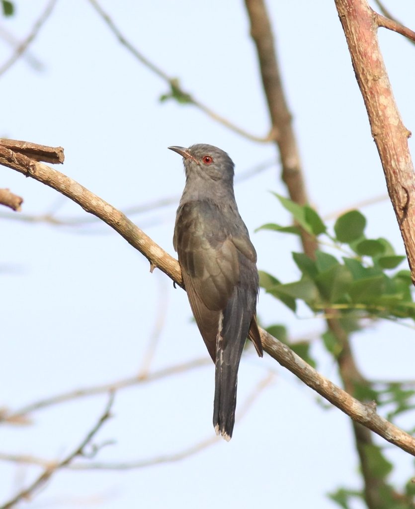 Grey-bellied Cuckoo