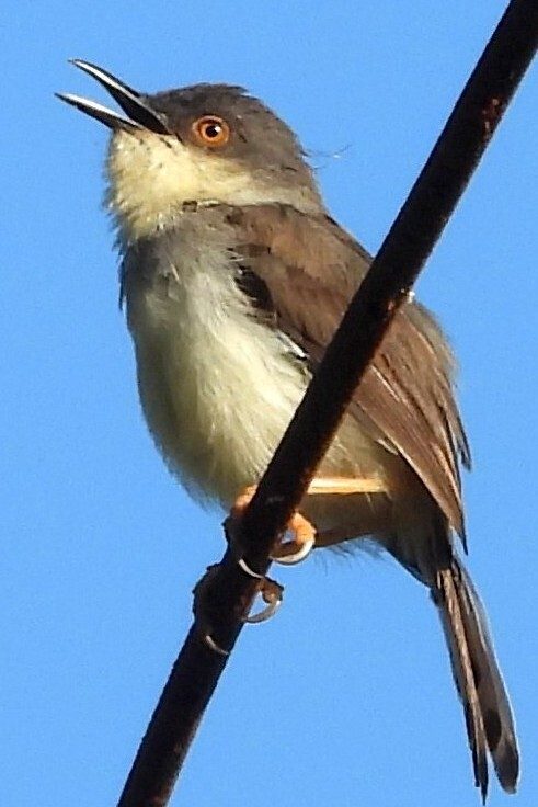 Grey-breasted Prinia