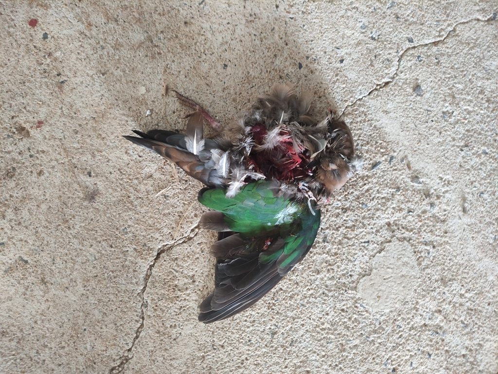 Grey-capped Emerald Dove
