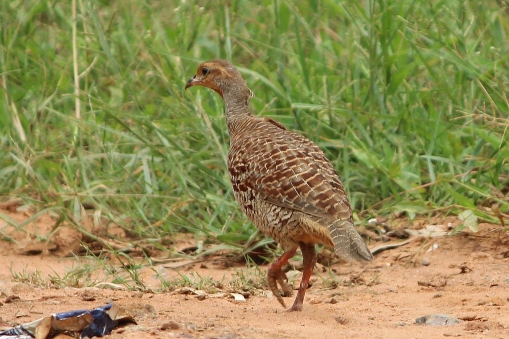 Grey Francolin