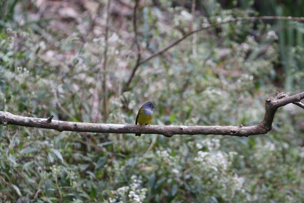 Grey-headed Canary-flycatcher