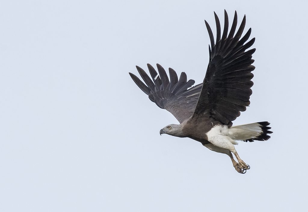 Grey-headed Fish Eagle