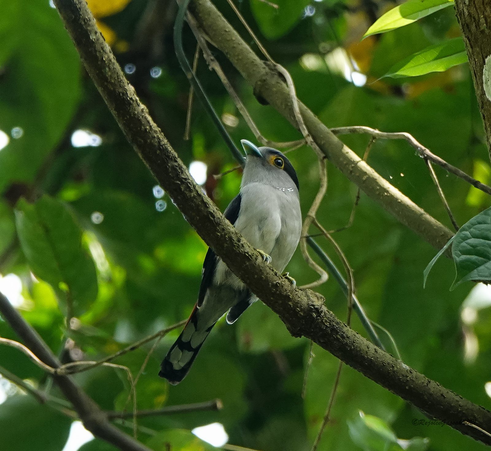 Grey-lored Broadbill