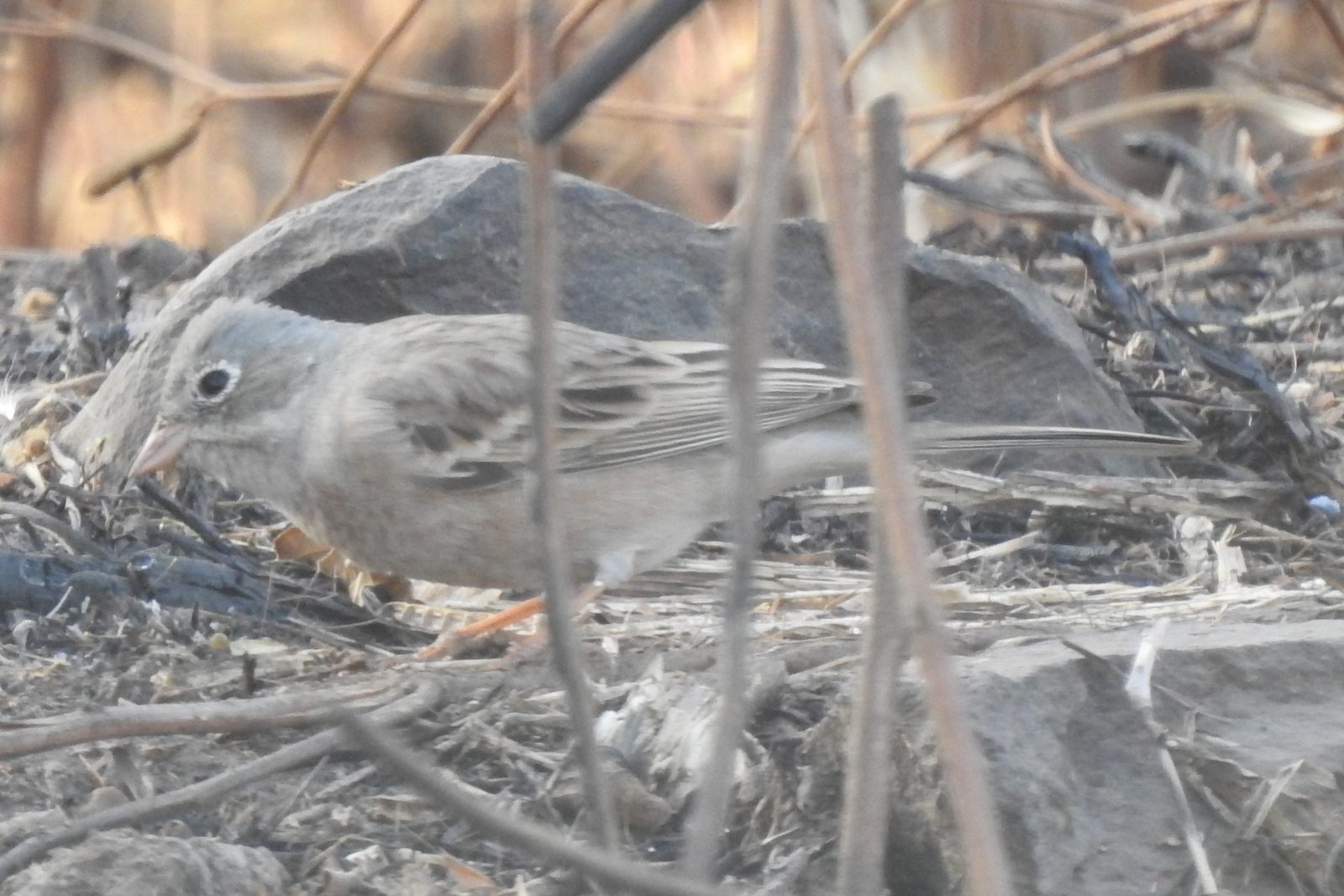Grey-necked Bunting