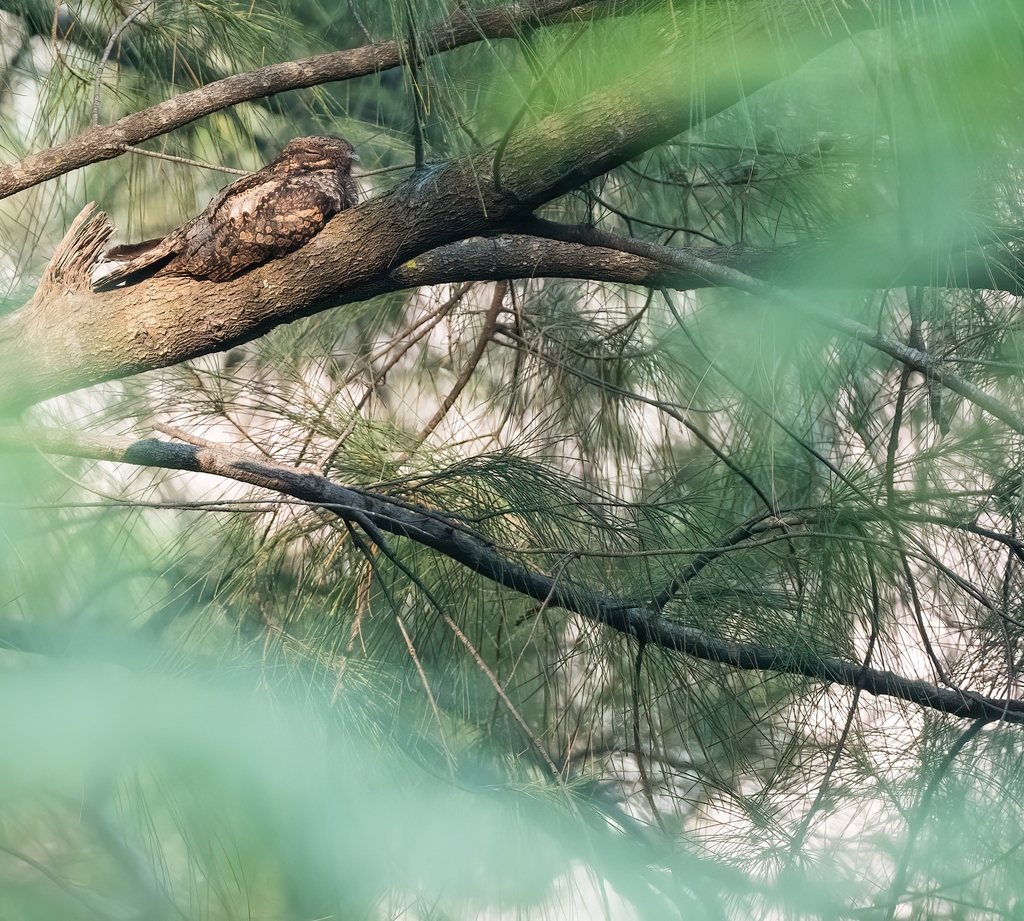Grey Nightjar