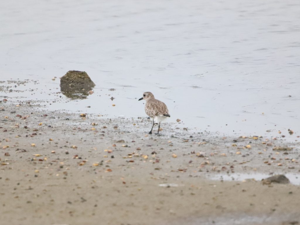 Grey Plover