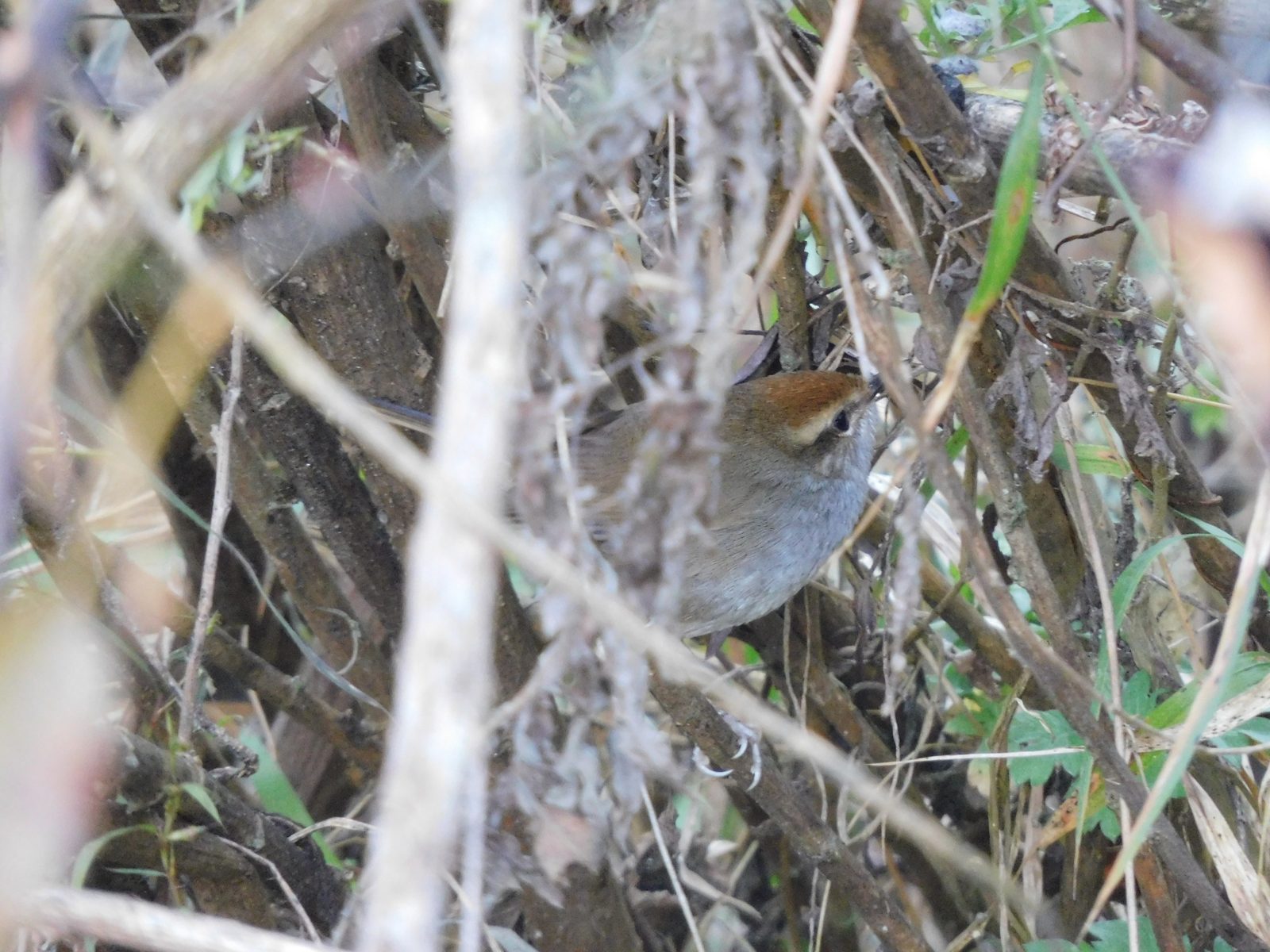 Grey-sided Bush Warbler