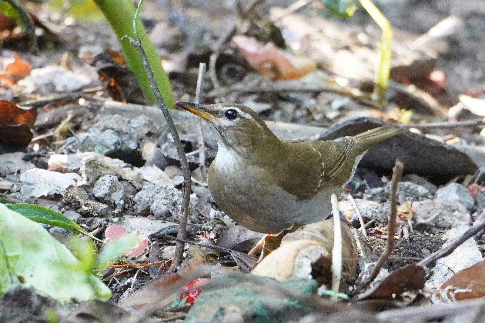 Grey-sided Thrush