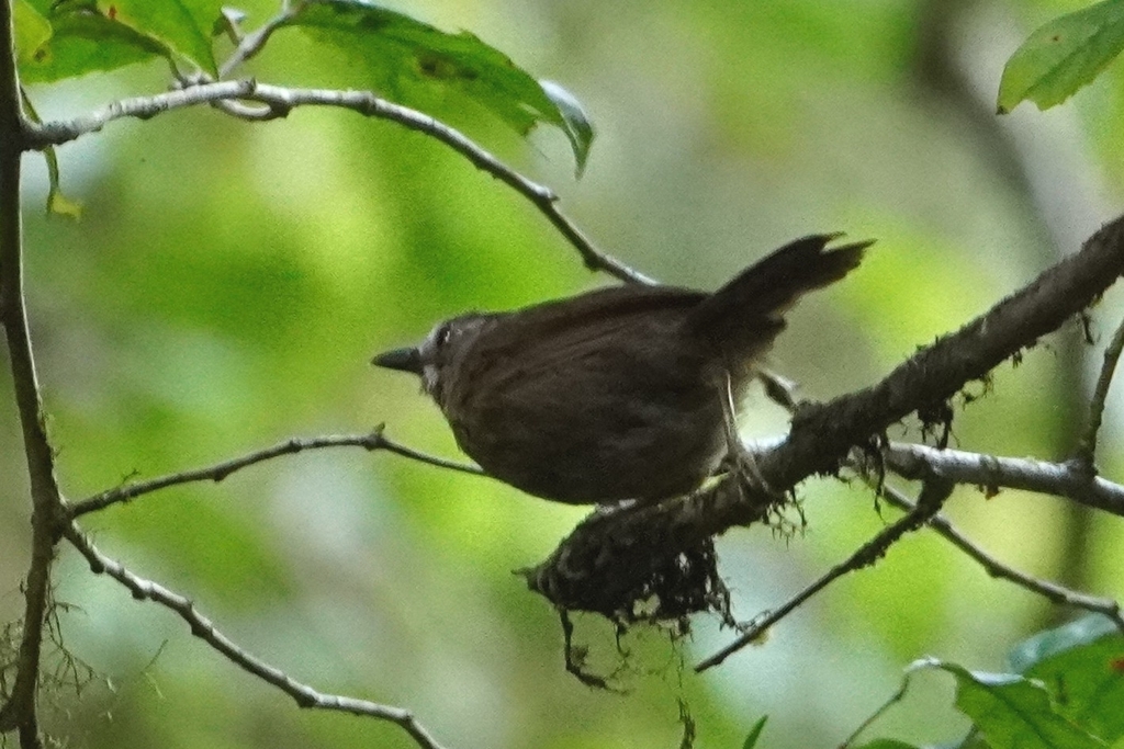 Grey-throated Babbler