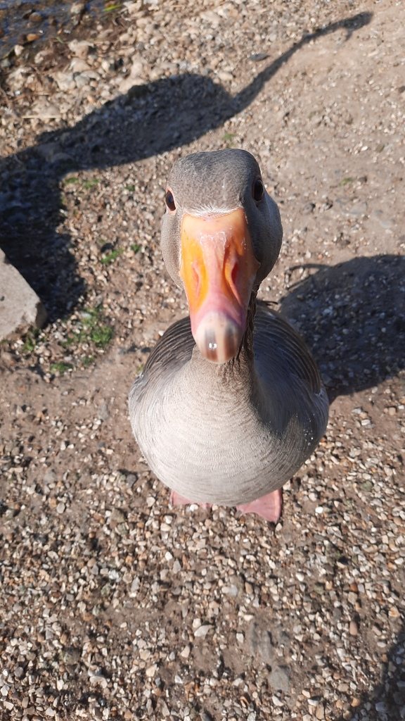 Greylag Goose